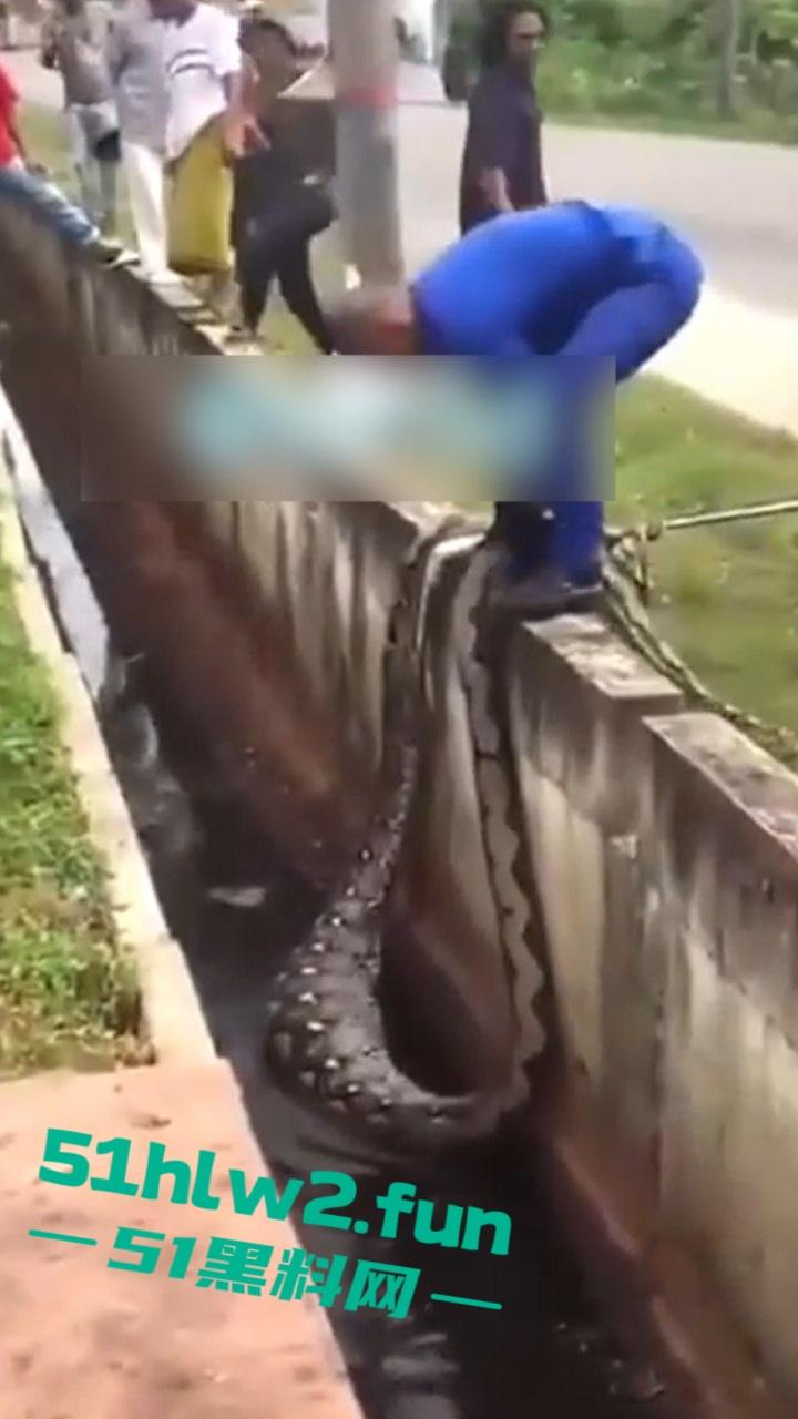 印尼猎奇事件,一妇女在回家途中遭蟒蛇袭击,将其缠绕致死后将妇女吞入腹中被村民发现将蟒蛇打死。-4