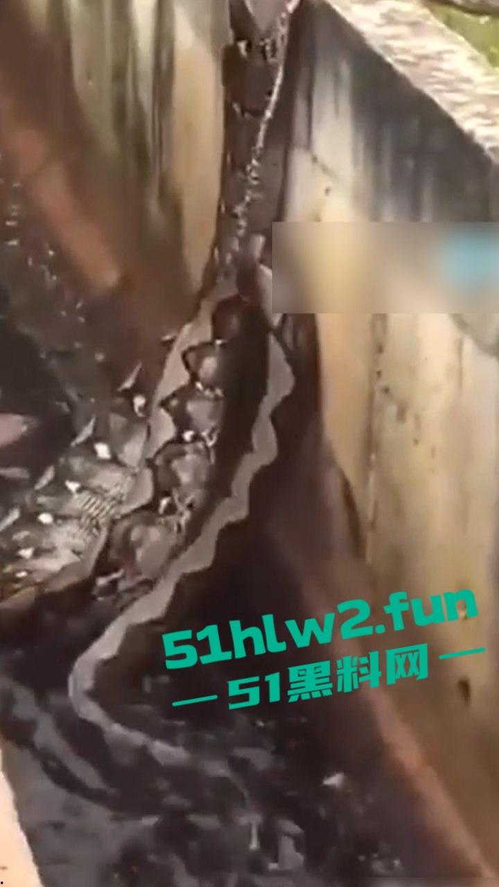 印尼猎奇事件,一妇女在回家途中遭蟒蛇袭击,将其缠绕致死后将妇女吞入腹中被村民发现将蟒蛇打死。-5